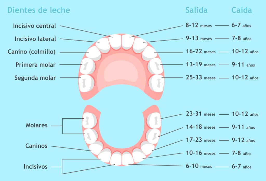 grafico de dientes de leche